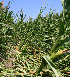 Crop-Hail Insurance Crop-Hail Insurance